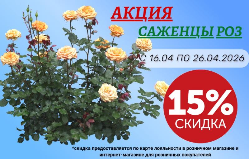 АКЦИЯ НА САЖЕНЦЫ РОЗ